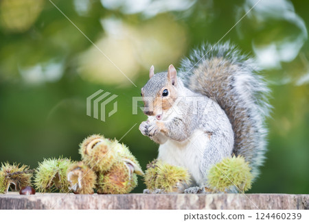 Grey squirrel eating sweet chestnut fruit in autumn 124460239