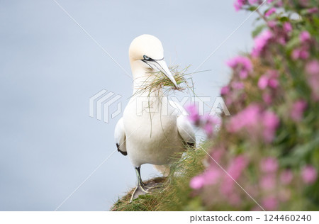 Portrait of a Northern gannet carrying nesting material in its beak 124460240