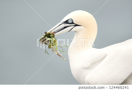 Portrait of a Northern gannet carrying nesting material in its beak 124460241