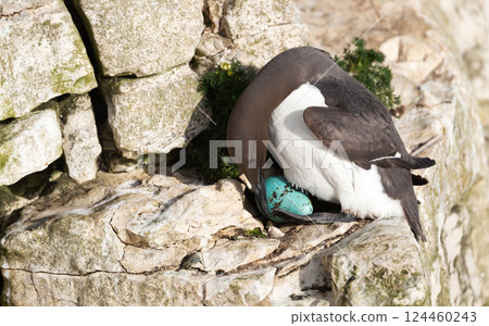 Common guillemot nesting and protecting its egg on a sea cliff Common guillemot nesting and protecting its egg on a sea cliff 124460243