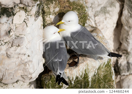 Kittiwakes nesting on a sea cliff edge 124460244