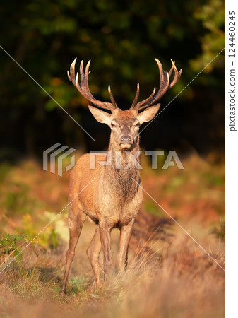 Red deer stag standing in a meadow during the rut in autumn 124460245