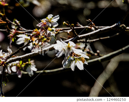 Four seasons cherry blossoms and autumn leaves of Kawami Four seasons cherry blossoms and autumn leaves of Kawami 124460250