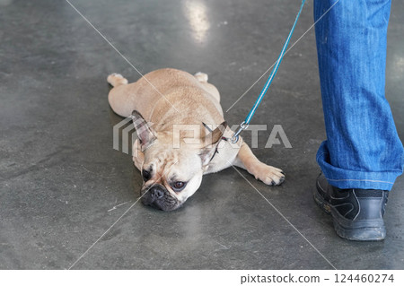 Small French Bulldog on leash lying on stone floor, legs spread, looking tired and funny, owner standing next, only his leg visible Small French Bulldog on leash lying on stone floor, legs spread, looking tired and funny, owner standing next, only his leg visible 124460274
