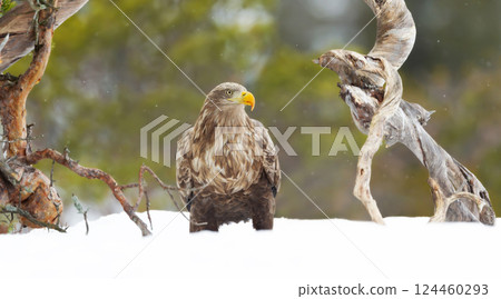 White-tailed sea eagle standing in snow in winter 124460293