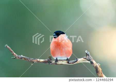 Eurasian bullfinch perched on a tree branch against clear green background 124460294
