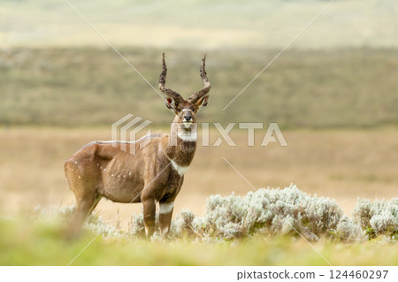 Portrait of a Mountain Nyala standing in a grassland 124460297