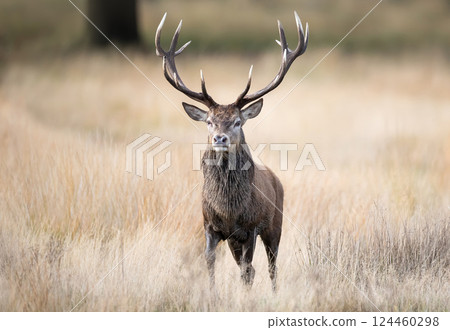 Red deer stag standing in grass during the rut in autumn Red deer stag standing in grass during the rut in autumn 124460298