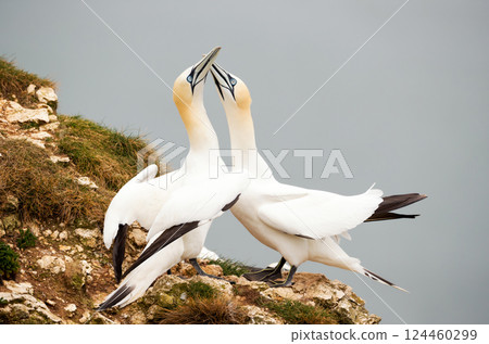 Northern gannets bonding behaviour on a sea cliff Northern gannets bonding behaviour on a sea cliff 124460299