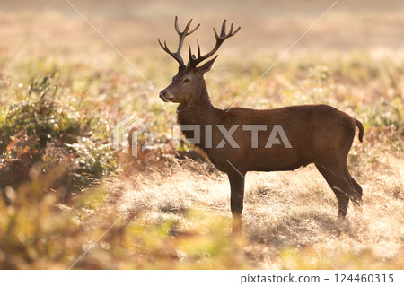 Young red deer stag standing in the grass at sunrise in autumn 124460315