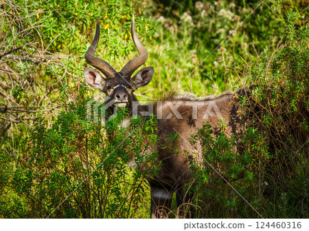 Portrait of a Mountain Nyala standing in a forest 124460316