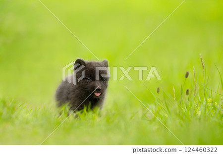 Cute Arctic fox cub showing his tongue in a meadow Cute Arctic fox cub showing his tongue in a meadow 124460322