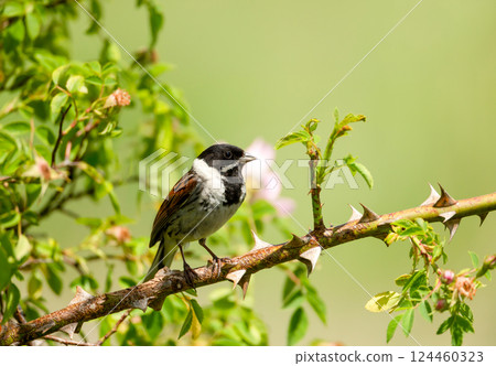 Reed bunting perched on a rose bush twig Reed bunting perched on a rose bush twig 124460323