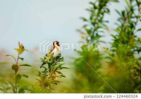 European goldfinch perched on a tree branch 124460324