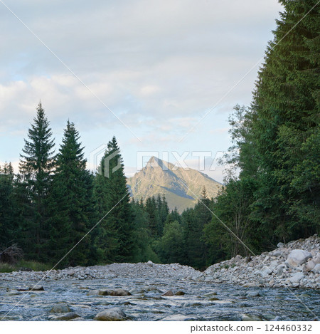 Forest river flowing, coniferous trees on both sides, mount Krivan peak (Slovak symbol) with summer evening clouds above in distance 124460332