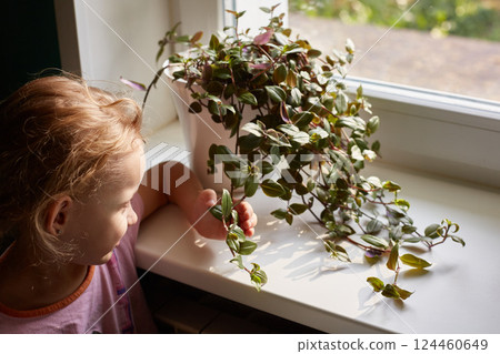 The girl looks at the tradescantia on the window of the house on a sunny summer day. The girl looks at the tradescantia on the window of the house on a sunny summer day. 124460649