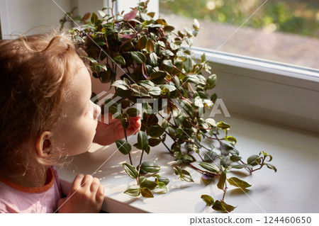 A cute girl sniffs a flower in a pot of tradescantia on the window of a house on a sunny summer day. 124460650