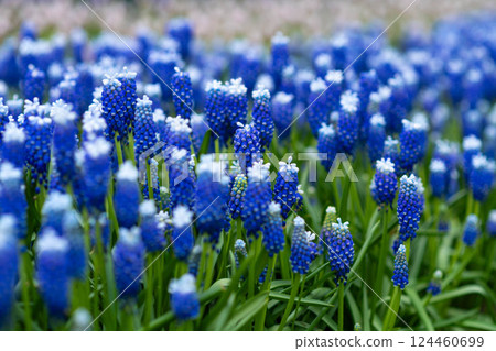 Blue muscari spring carpet Keukenhof, Holland Background Blue muscari spring carpet Keukenhof, Holland Background 124460699