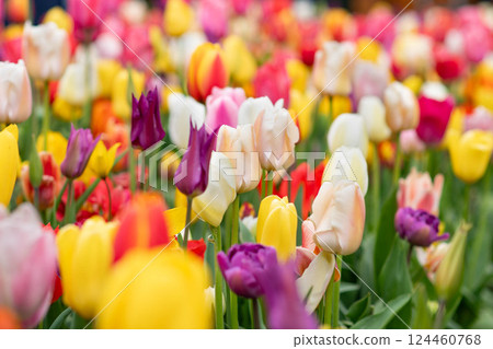 Multicolored tulip background in a park in Holland Multicolored tulip background in a park in Holland 124460768