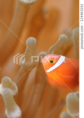 海葵和銀蓮花屬魚 124461032