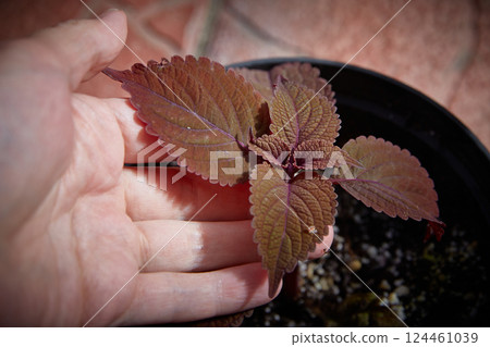 Coleus Blumei Plectranthus scutellarioides. Name of the plant variety Keystone Copper. Coleus leaves in hand close-up. 124461039
