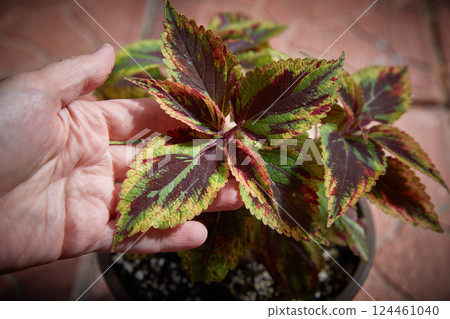 Coleus Blumei Plectranthus scutellarioides. Name of the plant variety Combat. Coleus leaves in hand close-up 124461040