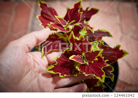 Coleus Blumei Plectranthus scutellarioides. Name of the plant variety Crown Jewel. Coleus leaves in hand close-up. 124461042