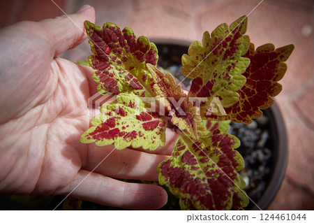 Coleus Blumei Plectranthus scutellarioides. Name of the plant variety Honey Pie. Coleus leaves in hand close-up. Coleus Blumei Plectranthus scutellarioides. Name of the plant variety Honey Pie. Coleus leaves in hand close-up. 124461044