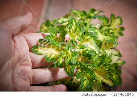 Coleus Blumei Plectranthus scutellarioides. Name of the plant variety White fingers. Coleus leaves in hand close-up. 124461046
