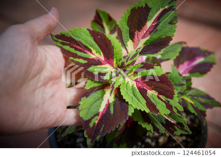 Coleus Blumei Plectranthus scutellarioides. Name of the plant variety Christmas Candy. Coleus leaves in hand close-up. Coleus Blumei Plectranthus scutellarioides. Name of the plant variety Christmas Candy. Coleus leaves in hand close-up. 124461054
