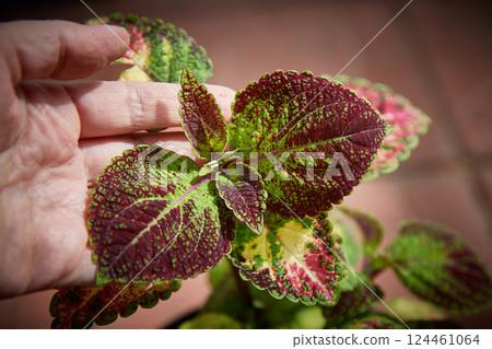 Coleus Blumei Plectranthus scutellarioides. Name of the plant variety Avatar Solar Shadow. Coleus leaves in hand close-up. 124461064