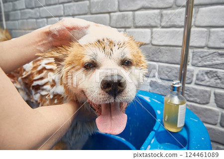 Akita inu bathing. The dog of happiness takes a bubble bath. 124461089