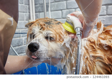 The dog is washed from the shower in a plastic tub in a grooming salon. 124461093