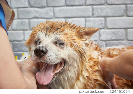 The dog is washed from the shower in a plastic tub in a grooming salon. 124461094