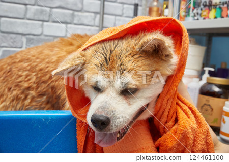 A dog wrapped in a towel in a plastic tub in a grooming salon. Copy space. A dog wrapped in a towel in a plastic tub in a grooming salon. Copy space. 124461100