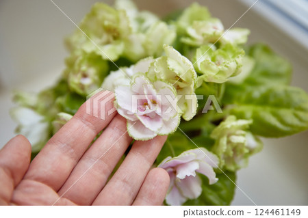 A flower in a pot of senpolia of the Copper Horseman variety. Abundant pale pink flowers with a green edge. A flower in a pot of senpolia of the Copper Horseman variety. Abundant pale pink flowers with a green edge. 124461149