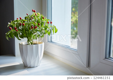 Room pepper on the windowsill. Homemade grows organic products on the windowsill of the house. Taking care of yourself and your health. 124461151