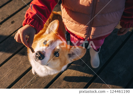 A child feeding a corgi treat while standing on a wooden deck during daylight hours 124461190