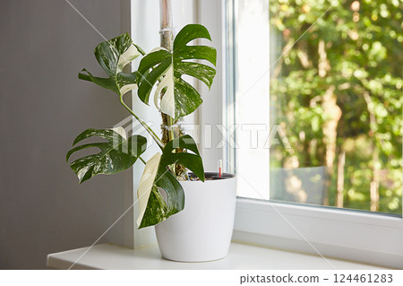 A flower in a pot on the window in a pot with automatic watering. Beautiful white monstera deliciosa var. borsigiana alba is a variety of variegata alba houseplant with leaves with a beautiful pattern 124461283