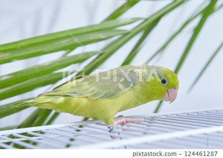 Forpus green, caged parrot with a green palm tree in the background. Forpus green, caged parrot with a green palm tree in the background. 124461287