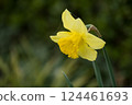Closeup of yellow daffodils in a public garden 124461693