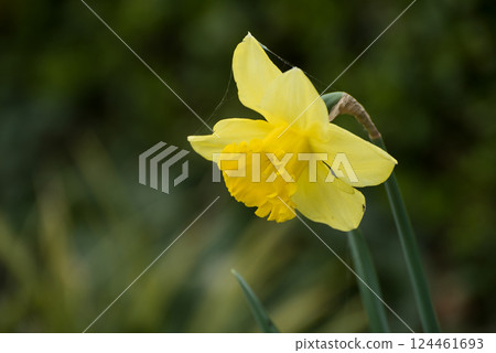 Closeup of yellow daffodils in a public garden 124461693