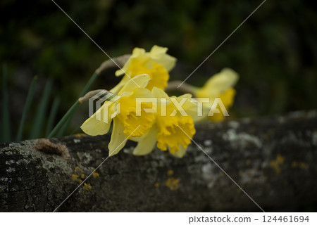 Closeup of yellow daffodils in a public garden Closeup of yellow daffodils in a public garden 124461694
