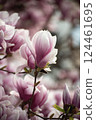 Closeup of magnolia blossom at spring in a public garden 124461695