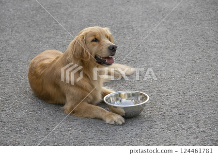 golden retriever lying on asphalt next to food bowl golden retriever lying on asphalt next to food bowl 124461781