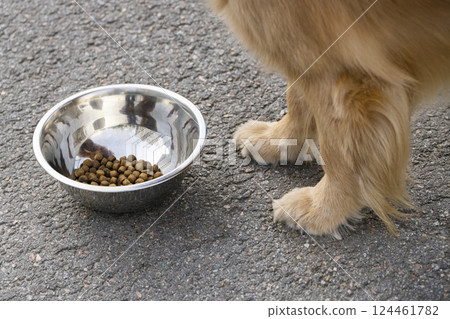 a bowl of food stands at the paws of a red dog a bowl of food stands at the paws of a red dog 124461782
