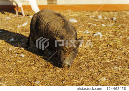 A curious pig forages through the lush green grass in a serene meadow. Warm sunlight casts soft shadows A curious pig forages through the lush green grass in a serene meadow. Warm sunlight casts soft shadows 124462458