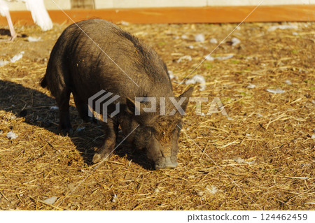 A small pig digs through the soft ground, uncovering treasures beneath the surface. 124462459