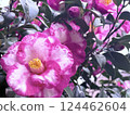 春天 山茶花 大自然 124462604