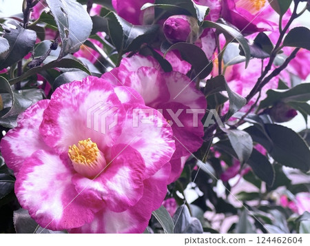 春天 山茶花 大自然 124462604